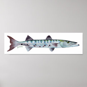 Poster dos peixes do Barracuda