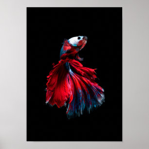 poster dos peixes do betta