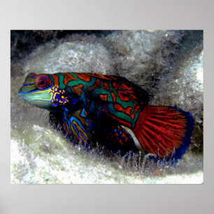 Poster dos peixes do mandarino