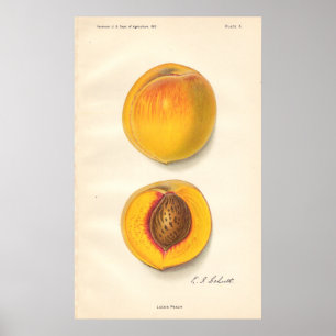 Poster dos pêssegos do vintage