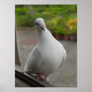 Poster dos pombos brancos