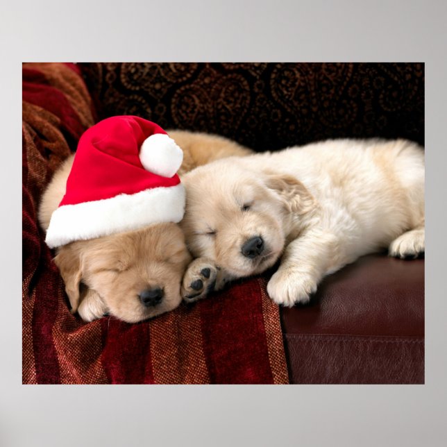 Poster dos Puppies Natal (Frente)