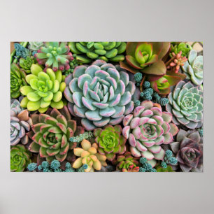 Poster dos Succulents do cacto