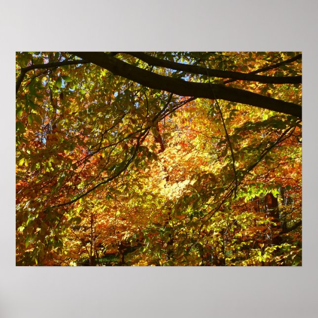 Poster Dose de Folhas de Outono I Natureza de Outono Amar (Frente)
