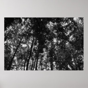 Poster Dossel 01 BW da floresta
