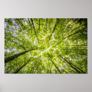 Poster Dossel de árvore brilhante