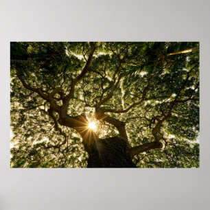 Poster Dossel de árvore Sunstar do Banyan