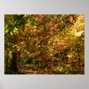 Pôster Dossel de Folhas de Outono II Fotografia de Outono