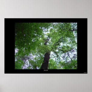 Poster Dossel de Ramsey