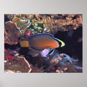 Poster Dottyback esplêndido