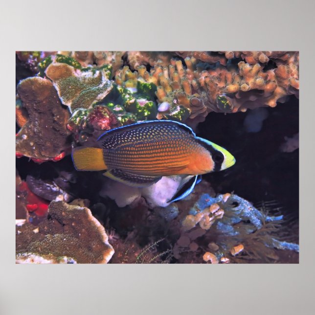 Poster Dottyback esplêndido (Frente)