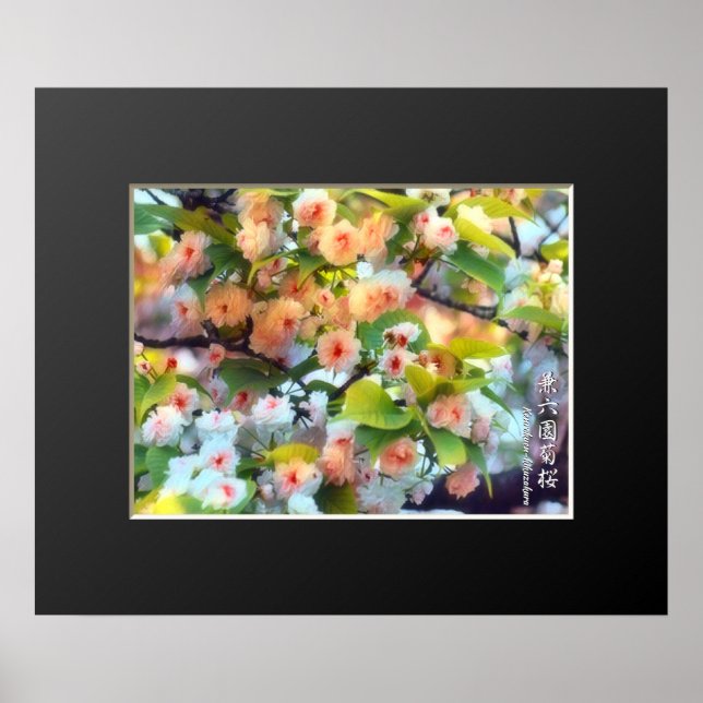Poster Double Cherry Blossom: Kenrokuen-kikuzakura (Frente)