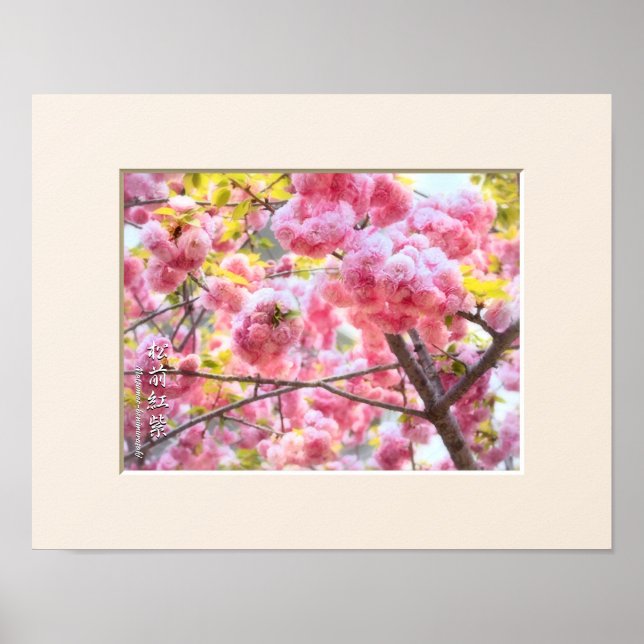 Poster Double Cherry Blossom: Matsumae-benimurasaki (Frente)