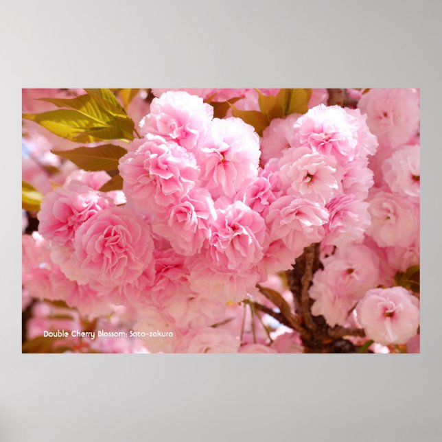 Poster Double Cherry Blossom: Sato-zakura (Frente)