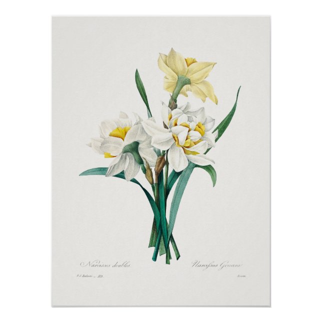 Pôster Double Daffodil,  Pierre-Joseph Redouté, 1827 (Frente)