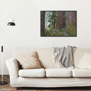 Pôster Douglas Fir Conifer Forest Foto Glossy