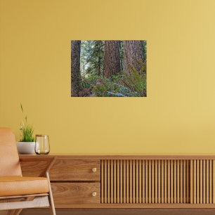Poster Douglas Fir Conifer Forest Fotográfica