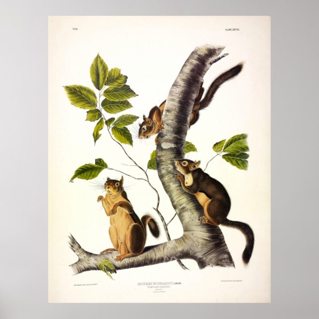 Poster Douglass ou Pine Squirrel (Chickaree) por Audubon (Frente)