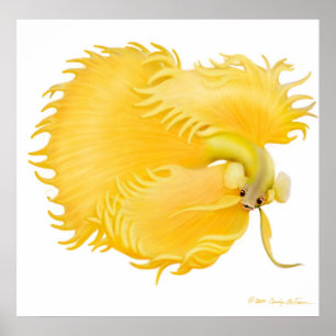 Poster dourado dos peixes de Betta