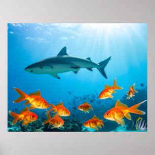 Poster Dourado Entre Tubarões