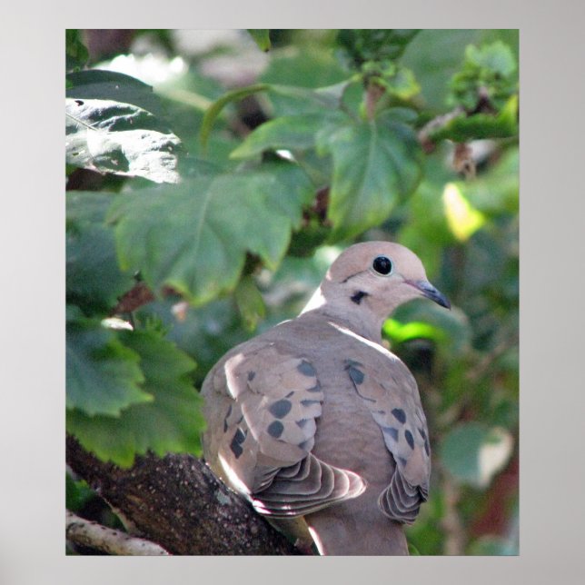 Poster Dove (Frente)