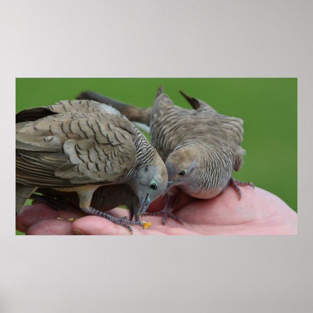 Pôster Dove Birds Kauai Hawaii (Frente)