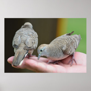 Poster Dove Birds Kauai Hawaii