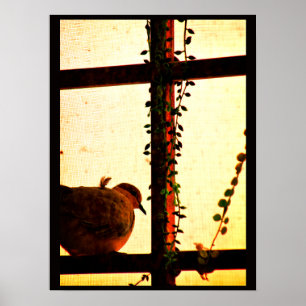 Poster Dove em uma tempestade de poeira