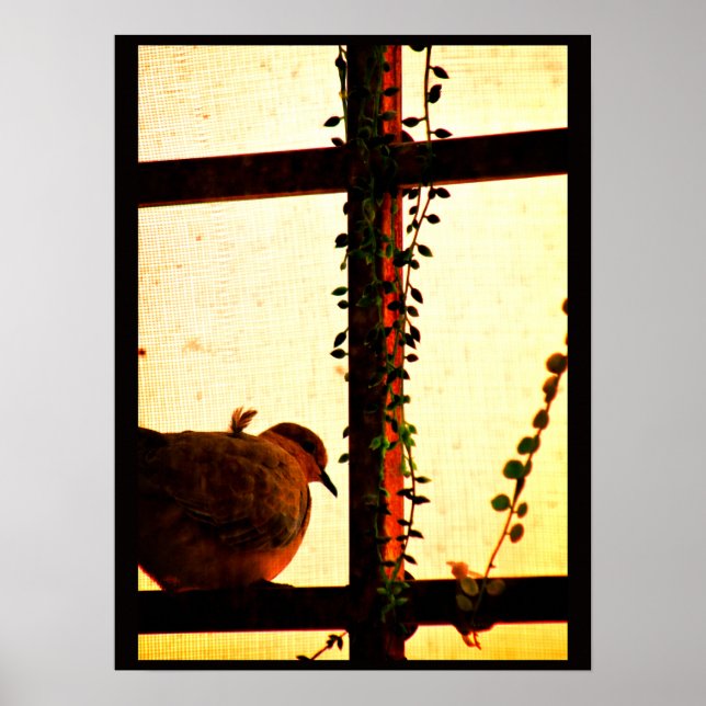 Poster Dove em uma tempestade de poeira (Frente)