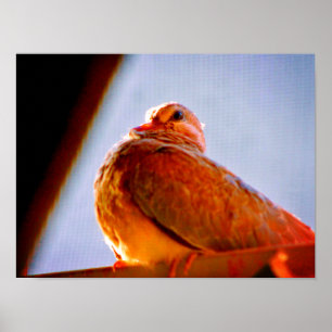 Poster Dove Fluffy