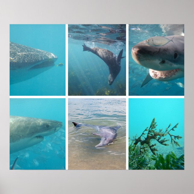 Poster Down Under the Sea Ocean Life Animals Australia (Frente)