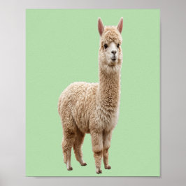 Poster Download Digital | Foto de Alpaca Fofa em Verde Sa