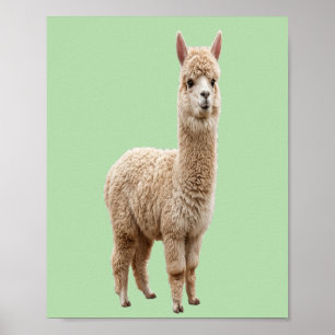 Poster Download Digital Foto de Alpaca Fofa em Verde Sa