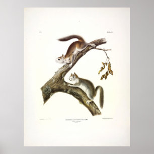 Poster Downy Squirrel, Esquilo Vermelho Americano, por Au