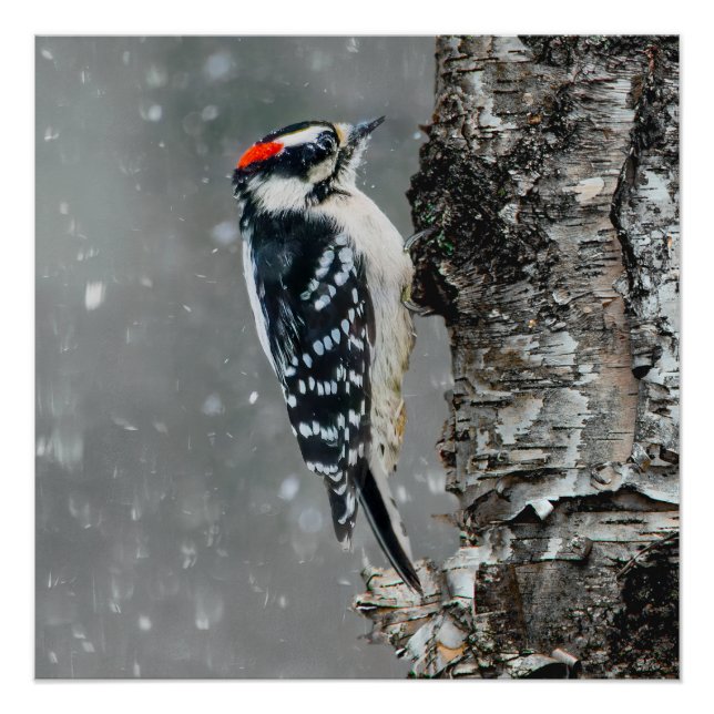Pôster Downy Woodpecker em Neve - Foto Original (Frente)