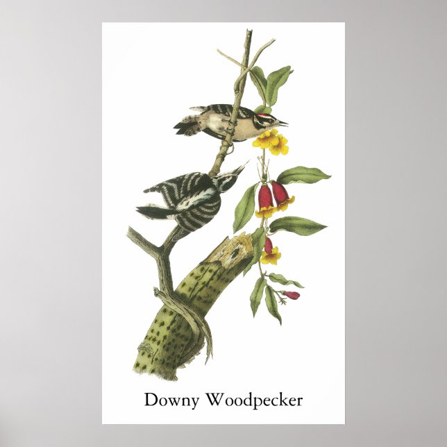 Poster Downy Woodpecker - John Audubon (Frente)