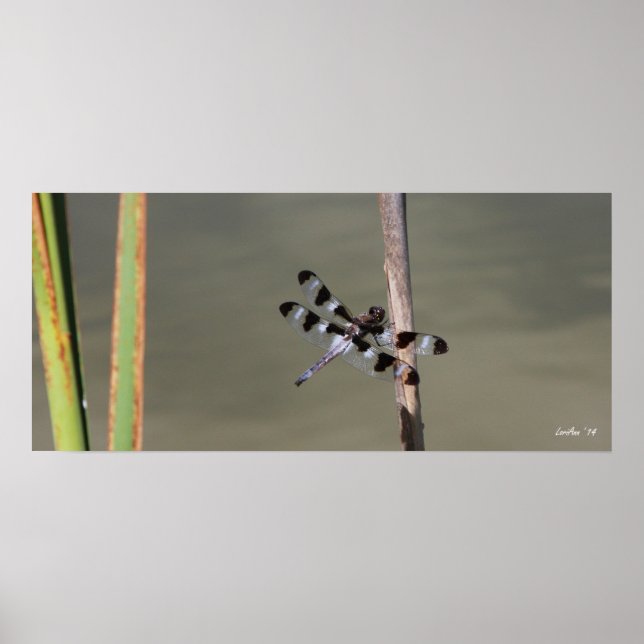 Pôster Doze Skimmer 1 (Frente)