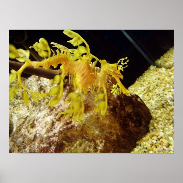 Pôster dragão (Frente)