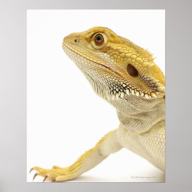 Poster Dragão barbudo (Pogona Vitticeps) (Frente)