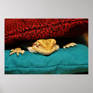 Pôster Dragão Cozy Bearded