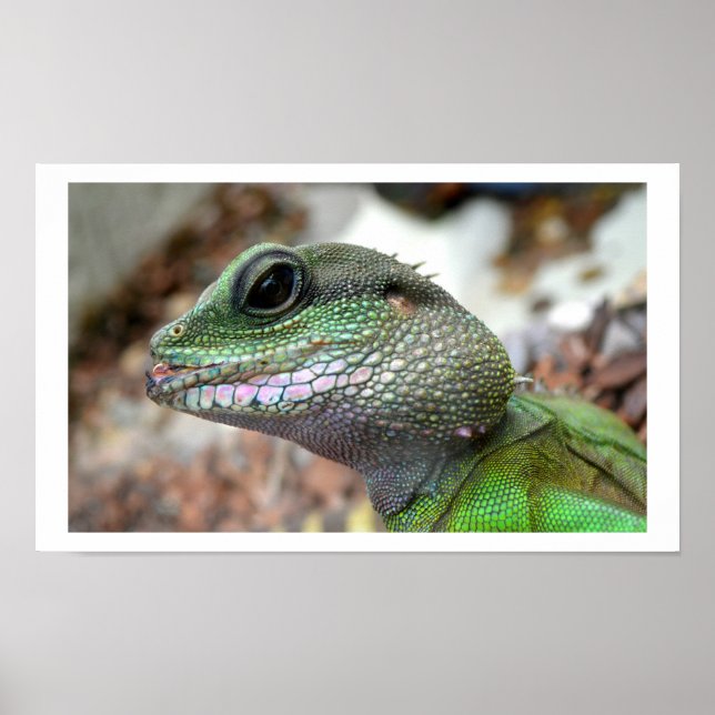 Pôster Dragão d'água chinês (Frente)