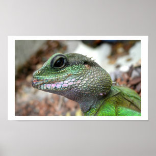 Pôster Dragão de água chinês