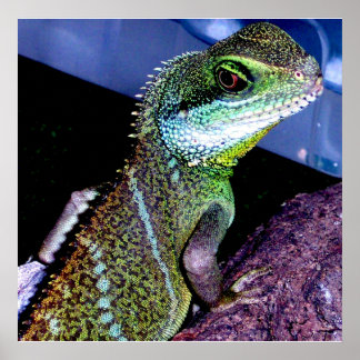 Pôster Dragão de Água Chinês