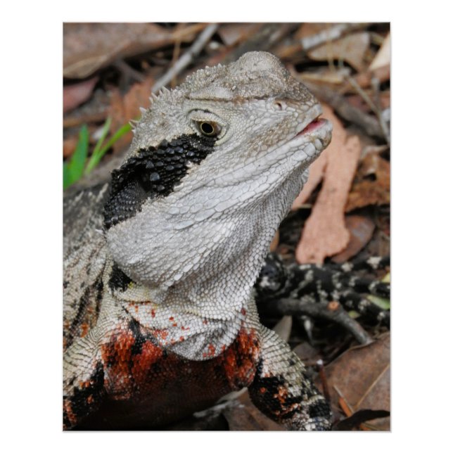Pôster Dragão de Água do Leste (Frente)
