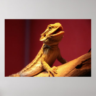 Pôster Dragão de Barba Feliz