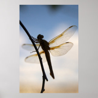 Pôster Dragão Em Descanso