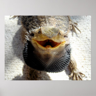 Poster Dragão farpado oriental - barbata de Pogona