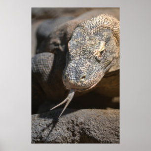 Poster Dragão Komodo Saindo De Sua Língua