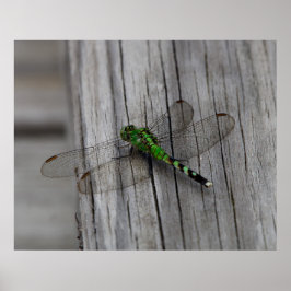 Poster Dragão Verde