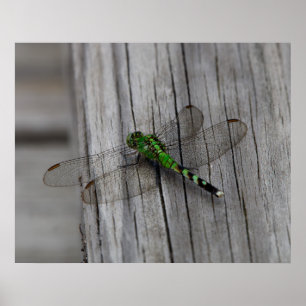 Poster Dragão Verde